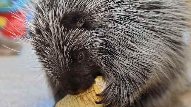 Porcupine Andy Barron via Imagn Content Services